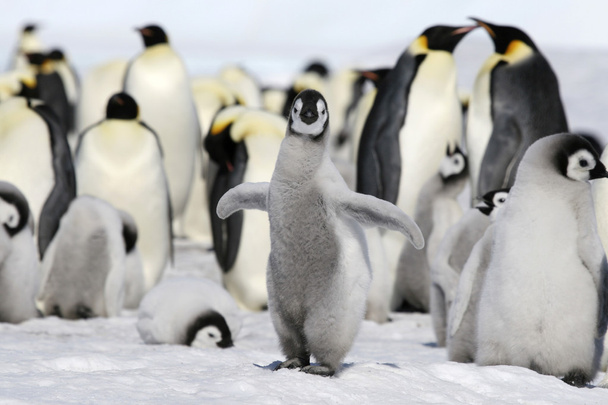 Pingüinos emperador
 - Foto, imagen