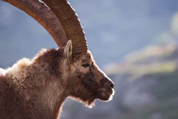 古いアイベックスクローズアップ肖像画。グランパラディソ国立公園動物相野生動物、イタリアアルプス山脈 - 写真・画像