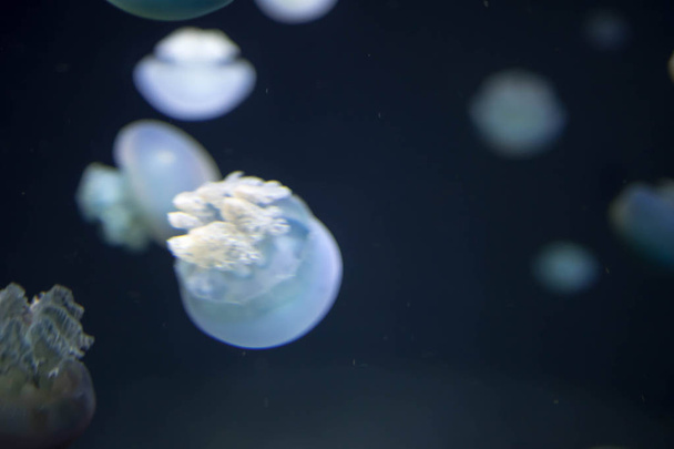 Rozmazané druhy medúzovitých druhů tvoří velké Romy v  - Fotografie, Obrázek