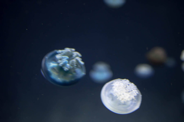 Розмиті річкові медузи утворюють великі рої в
  - Фото, зображення