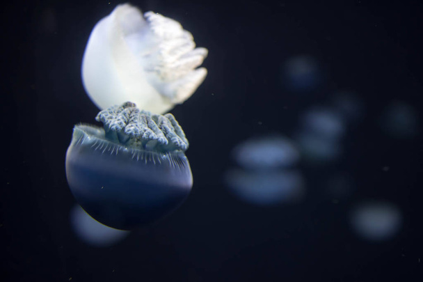 Rozmazané druhy medúzovitých druhů tvoří velké Romy v  - Fotografie, Obrázek