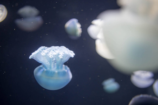 Речные медузы неясыти образуют большие стаи
  - Фото, изображение