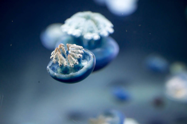 Sfocato breede fiume meduse specie forma grandi sciami nel
  - Foto, immagini