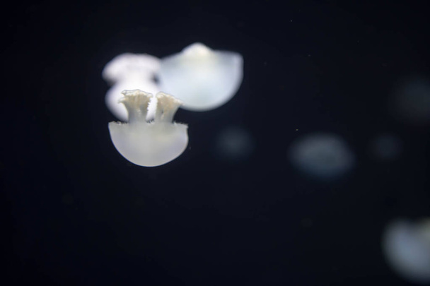 Blurry breede river jellyfish species forms large swarms in the  - Zdjęcie, obraz