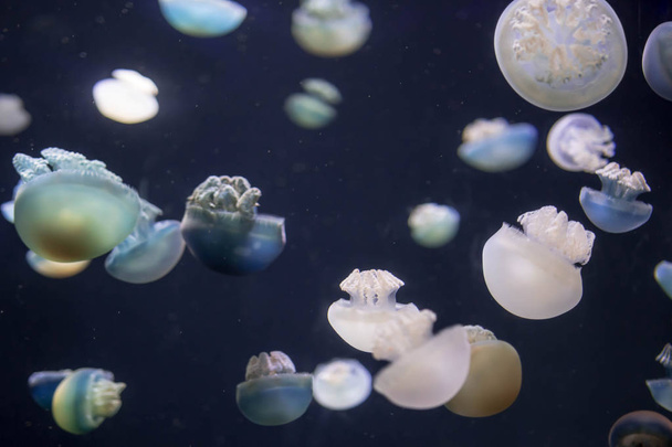 Sfocato breede fiume meduse specie forma grandi sciami nel
  - Foto, immagini