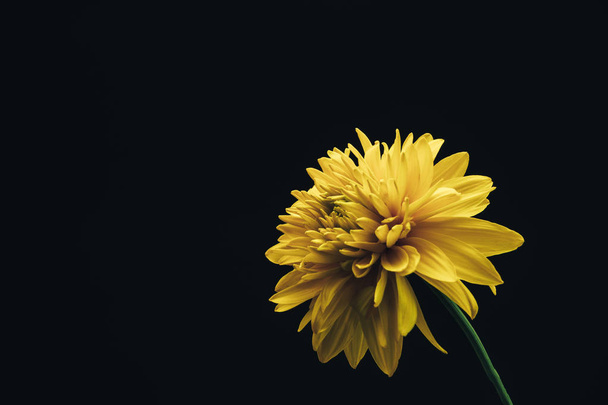 gyönyörű sárga virág egy fekete háttér. - Fotó, kép
