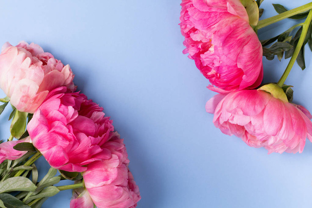 Blossom pink peonies on blue background - Fotoğraf, Görsel