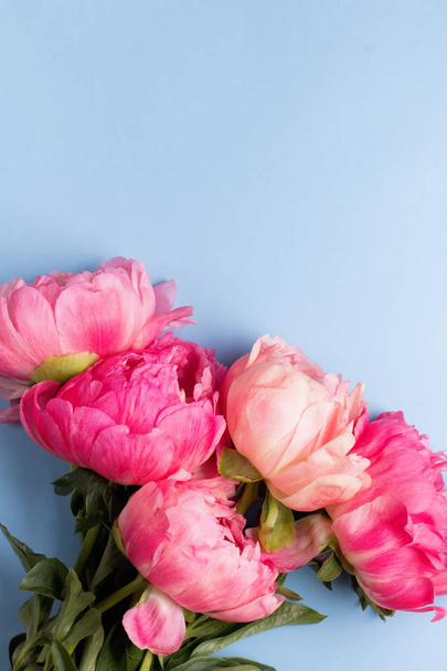 Blossom pink peonies on blue background - Photo, Image