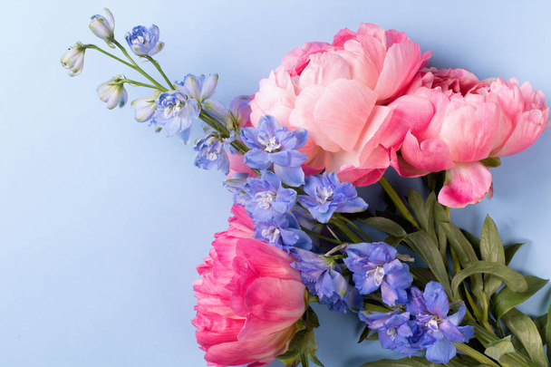 Blossom pink peonies on blue background - Foto, immagini