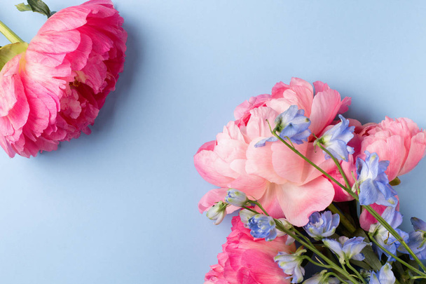 Blossom pink peonies on blue background - Foto, immagini