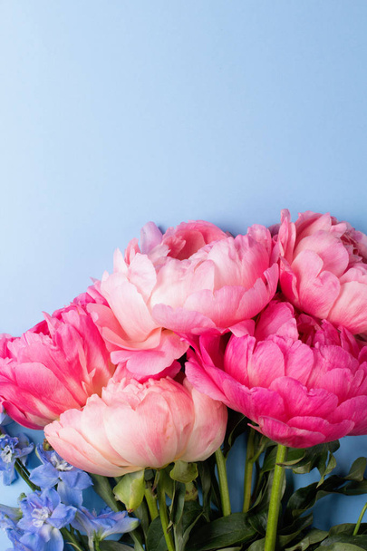 Blossom pink peonies on blue background - Valokuva, kuva