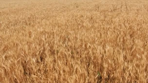 小麦畑小麦の耳がクローズアップ。収穫と収穫の概念。金色の小麦が揺れ続く畑。自然の風景。平和な光景。背景健康コンセプト4kビデオ - 映像、動画