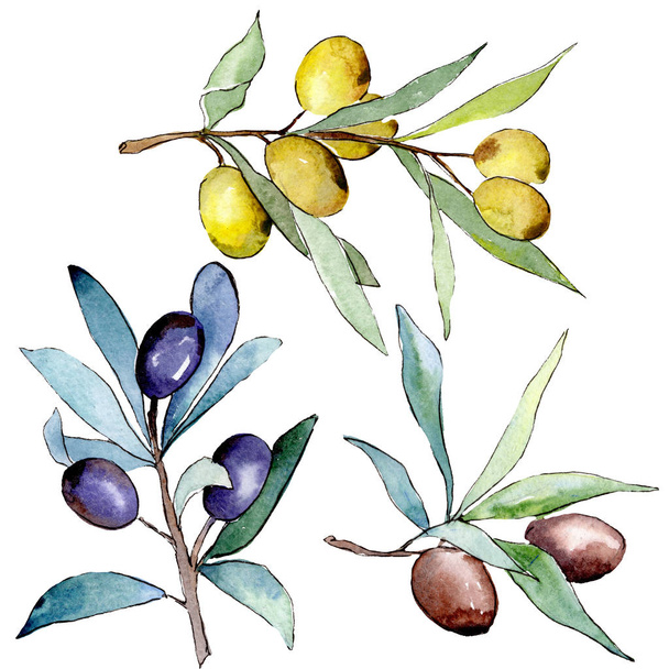 Olive ág, fekete és zöld gyümölcsök. Akvarell háttér illusztráció meg. Akvarell rajz divat Aquarelle elszigetelt. Izolált olajbogyó illusztráció elem. - Fotó, kép