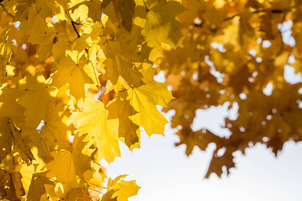 Червоний і жовтогарячий осені листя фон, золота осінь у теплих тонах - Фото, зображення