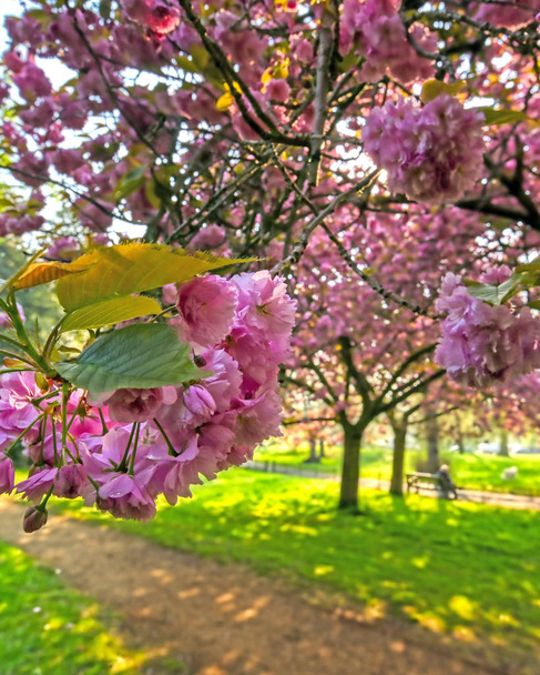 Spring in Hyde Park located in Central London, UK. - Photo, Image