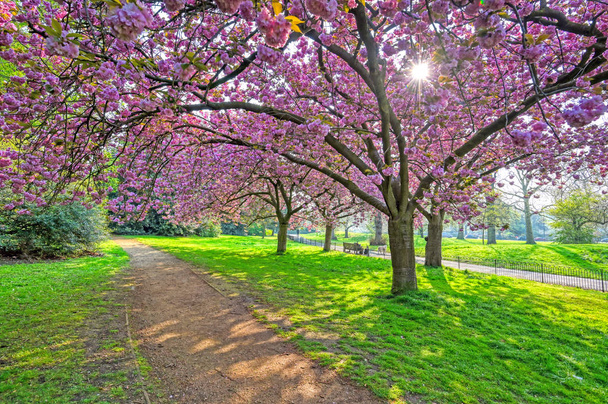 Hyde Park 'ta bahar merkezi Londra' da.. - Fotoğraf, Görsel