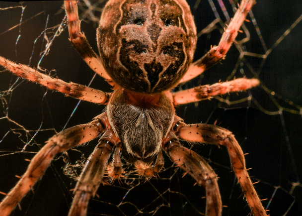 Ευρωπαϊκό κήπο αράχνη μακροεντολή - Φωτογραφία, εικόνα