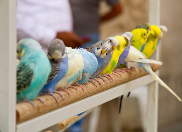 Parrots - Zdjęcie, obraz