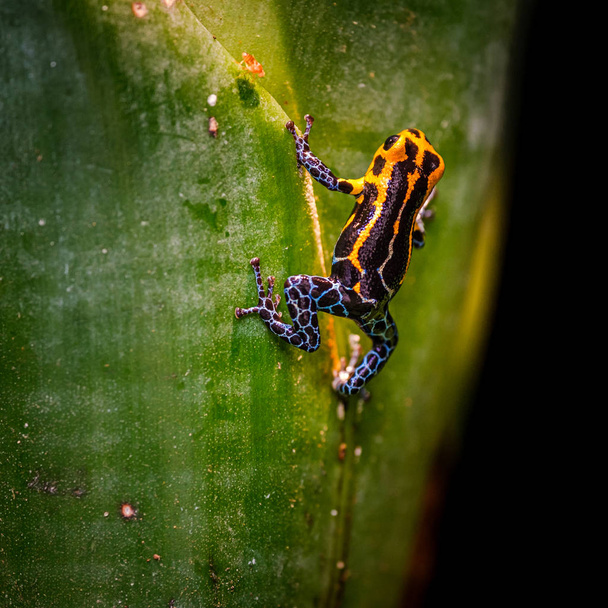 Poison Frog veya zehirli ok kurbağa taklit - Fotoğraf, Görsel
