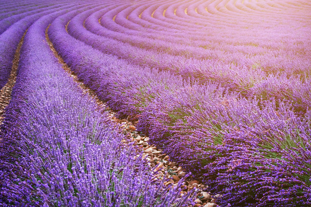Levendula mező nyáron. Virágok a Provence-i levendulamezőn. - Fotó, kép