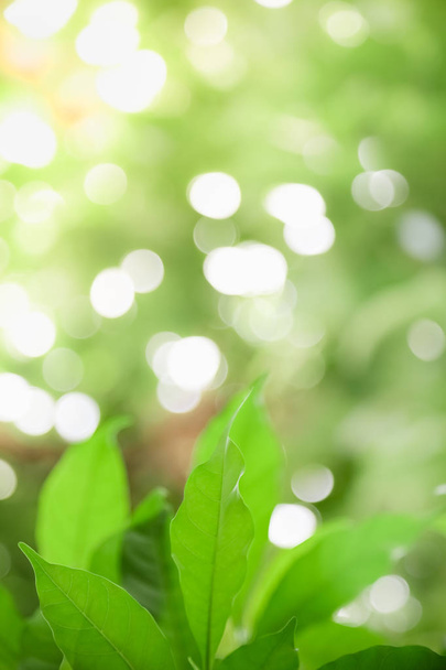 Close up of nature view green leaf on blurred greenery backgroun - Фото, изображение