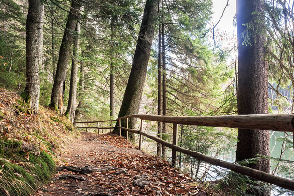 footpath through autumn forest - Foto, Imagem