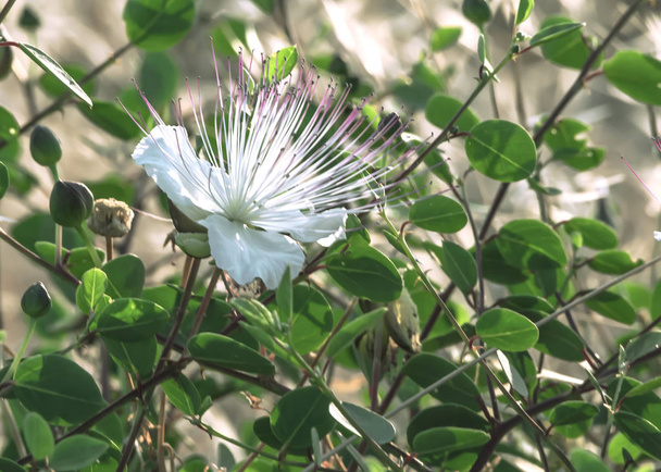 Capparis kukinta kasvi sinisellä merenpohjalla. Yksi valkoinen kukka, vihreät lehdet ja silmut. Ruoka ja lääketiede
. - Valokuva, kuva