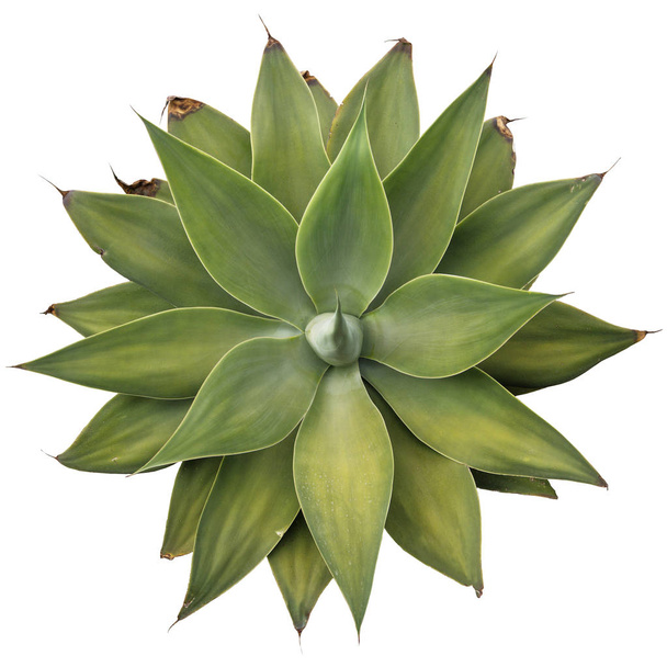 Detalle de planta de cactus
 - Foto, imagen