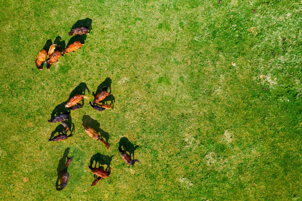 Vista de aves de caballos pastando en pastos
 - Foto, imagen