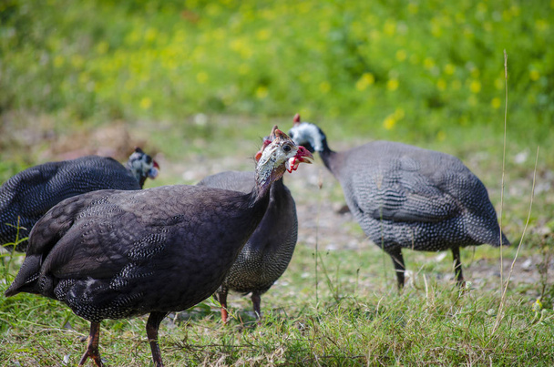Quatre oiseaux de pintade casqués Spectacle choqué sur un champ d'herbe
 - Photo, image