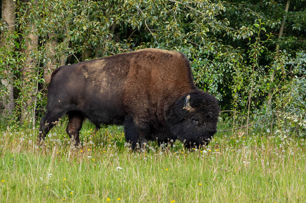Дикий бизон на севере Канады
 - Фото, изображение