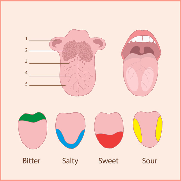 Anatomy of the human tongue. Basic tastes - Vector, Image