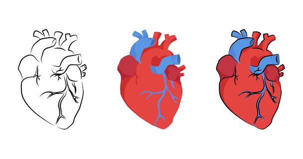 órgão do coração humano em diferentes estilos, vetor
 - Vetor, Imagem
