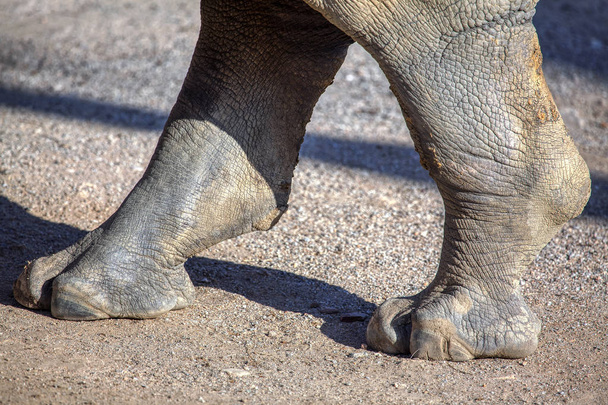 κοντινό εικόνα των ποδιών ρινόκερου - Φωτογραφία, εικόνα