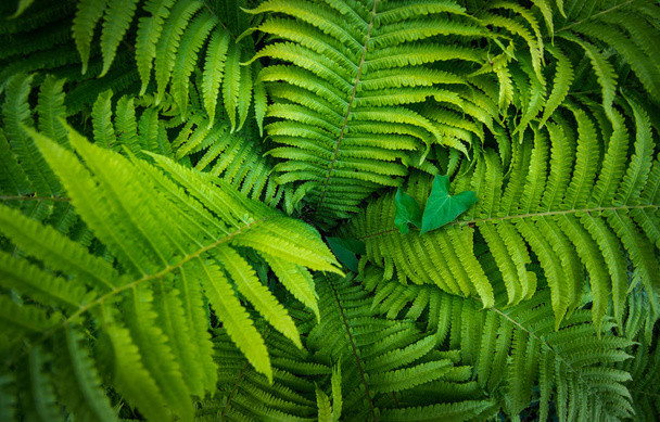 Tropical fern plant growing in botanical garden with dark light background - Fotoğraf, Görsel