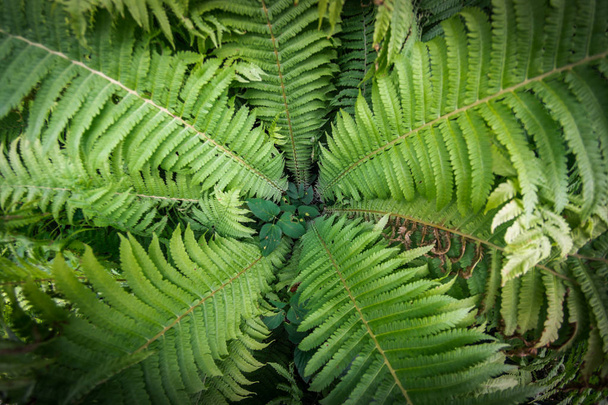 Fougère tropicale plante poussant dans un jardin botanique avec un fond clair foncé
 - Photo, image