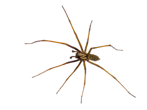 Obrovský pavouk izolovaný na bílém pozadí - Fotografie, Obrázek