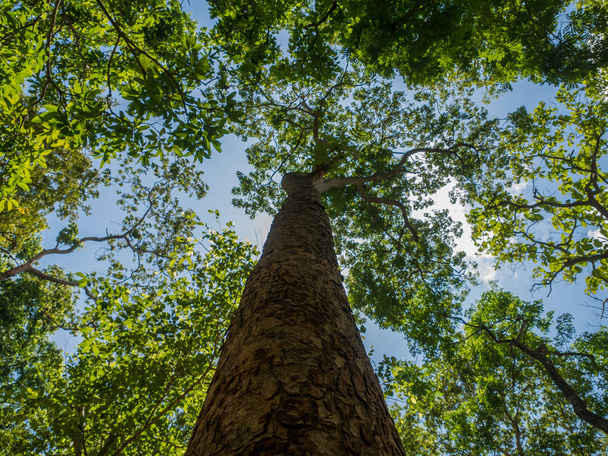 uitzicht op de bomen van onder met blauwe hemel en wolken - Foto, afbeelding