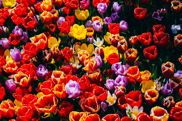 Çiçek arka plan olarak baharda çiçeklenme lale çiçekler - Fotoğraf, Görsel