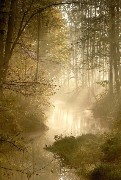 La luz del sol cae en el bosque brumoso
 - Foto, Imagen