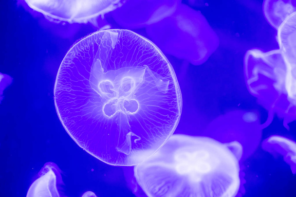 Размытые разноцветные медузы, плавающие по воде. Голубая луна
 - Фото, изображение