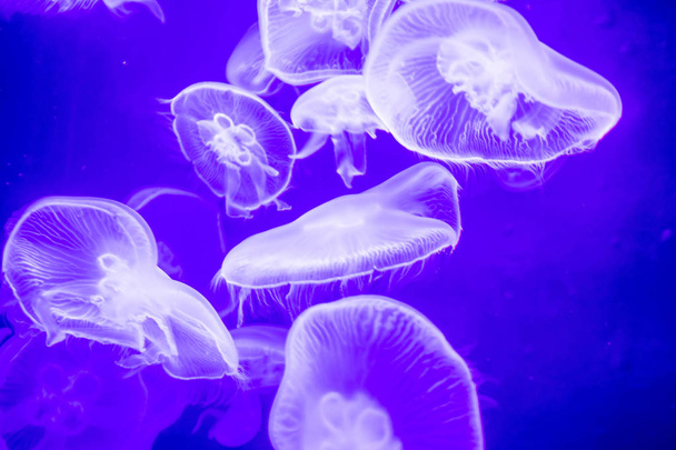 Blurry Coloridas medusas flotando en las aguas. Jellyf Luna Azul
 - Foto, imagen