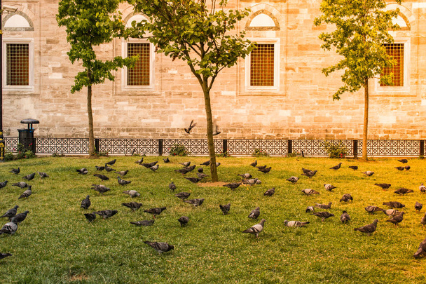 Pigeons in a green park on grass. Calm, tranquil scene. - Φωτογραφία, εικόνα