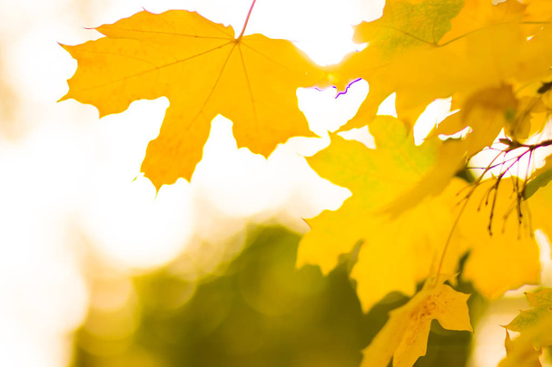 Yellow leaves on a tree. Yellow maple leaves on a blurred background. Golden leaves in autumn park. Copy space - Foto, Imagen