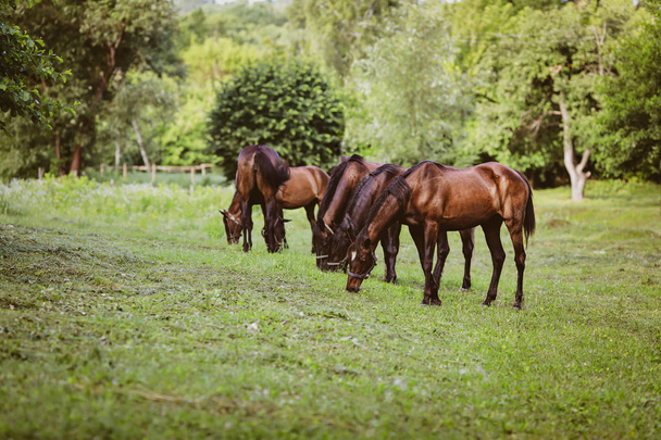 красивые ухоженные лошади на ферме - Фото, изображение
