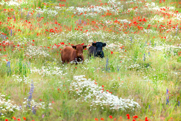 Dos vacas en prado de flores silvestres
 - Foto, imagen