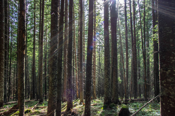 Spruce forest in the morning - Zdjęcie, obraz