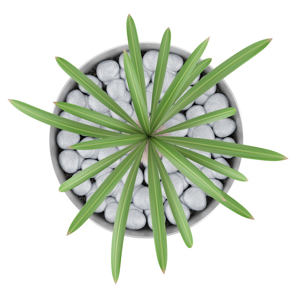 вид зверху рослини кактуса в горщику ізольовано на білому тлі
 - Фото, зображення