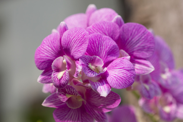 Розовая орхидея
 - Фото, изображение