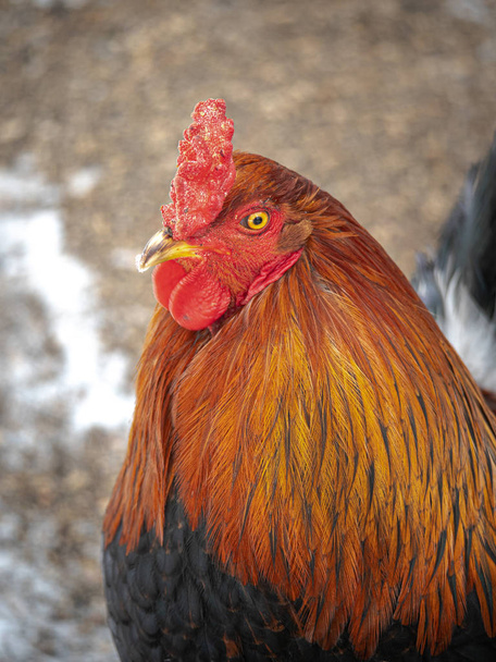 Divertido o humorístico primer plano retrato de una gallina macho o gallo con hermosas plumas de color naranja peine de color rojo brillante y rizo con un fondo borroso bokeh de nieve y tierra
. - Foto, imagen